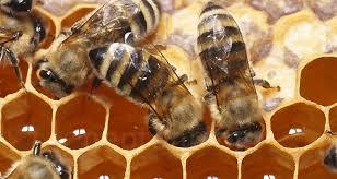 تولید سالانه بیش از 1600 تن عسل در خراسان رضوی