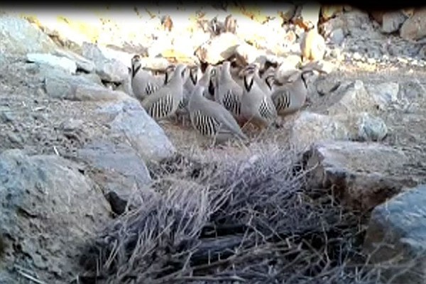 دستگیری شکارچی متخلف با لاشه 23قطعه کبک دستگیری شکارچی متخلف با لاشه 23قطعه کبک