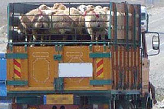 کشف دام قاچاق با ارزش میلیاردی در کنگاور کشف دام قاچاق با ارزش میلیاردی در کنگاور