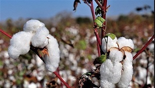 کشت نشایی پنیه در قم آغاز شد