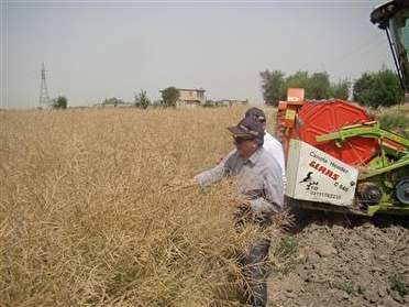 کرمانشاه جزء ۴ استان برتر کشور در تولید کلزا