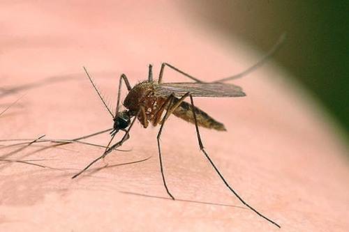 رد نیش پشه..