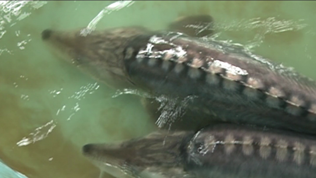 دستاورد های علمی محققان شیلاتی دستاورد های علمی محققان شیلاتی