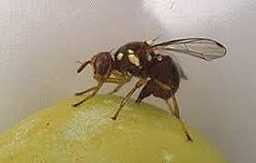 مبارزه با آفت مگس زیتون در ۱۰ هکتار از باغات طارم سفلی مبارزه با آفت مگس زیتون در ۱۰ هکتار از باغات طارم سفلی