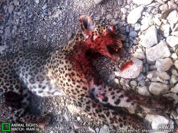 مرگ تدریجی یک رویا / نه / مرگ تدریجی پلنگ ایرانی مرگ تدریجی یک رویا / نه / مرگ تدریجی پلنگ ایرانی