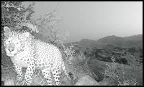 مرگ تدریجی یک رویا / نه / مرگ تدریجی پلنگ ایرانی