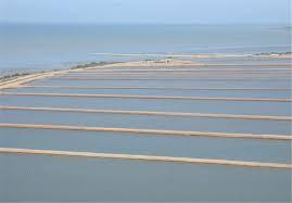 افزایش 13 درصدی اراضی پرورش میگو