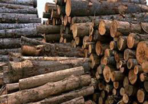 كشف 10 تن چوب بلوط قاچاق