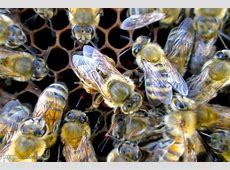 استقرار 250 هزارکلنی درچهارمحال وبختیاری استقرار 250 هزارکلنی درچهارمحال وبختیاری