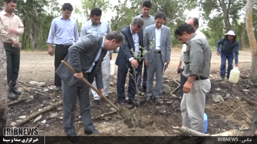 کاشت ۴ هزار اصله درخت در حاشیه رود ارس