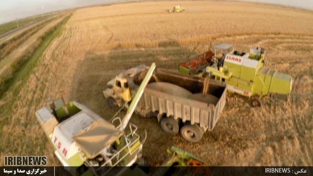 خرید 305 هزار تن دانه گندم از کشاورزان در استان