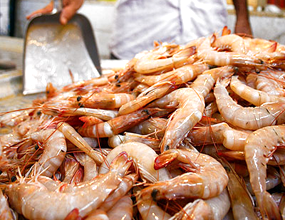 آزاد شدن صید میگوی ببری