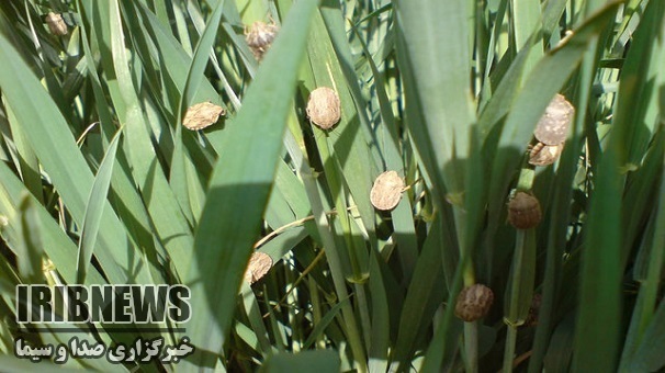 مبارزه با آفات در25 هزارهکتار از اراضی زنجان