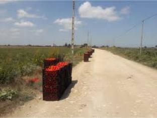 پیش بینی تولید بیش از 5 هزار تن محصولات جالیزی در بهشهر