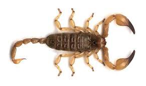 دستگیری 2 قاچاقچی عقرب در تایباد