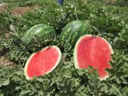 برداشت 200 هزار تن محصول جالیزی در تایباد برداشت 200 هزار تن محصول جالیزی در تایباد