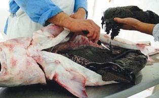 تولید سالانه 2 هزار و 500 تن گوشت خاویار پرورشی در مازندران تولید سالانه 2 هزار و 500 تن گوشت خاویار پرورشی در مازندران