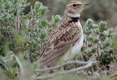 کشف 160 قطعه طرقه وحشی