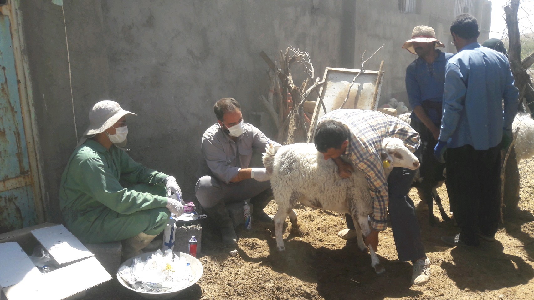 استقبال دامداران شهربابکی از اصلاح نژادی دامها استقبال دامداران شهربابکی از اصلاح نژادی دامها