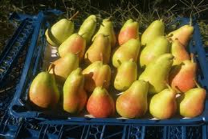 آغاز برداشت گلابی در اصفهان