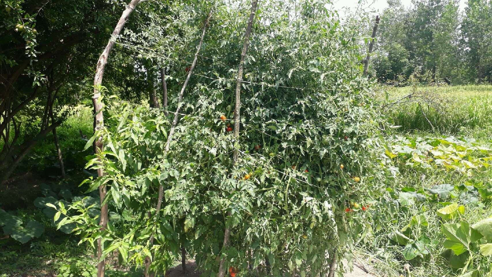 رشد بوته 3 متری گوجه فرنگی در خمام