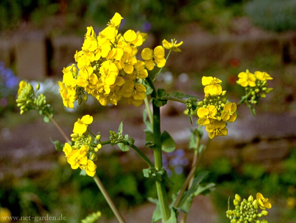 پرداخت ۱۰۰ درصدی مطالبات کشاورزان کلزا کار فارس