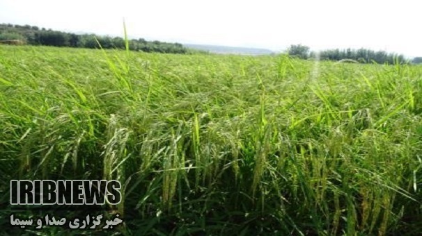 آغاز برداشت برنج درطارم آغاز برداشت برنج درطارم