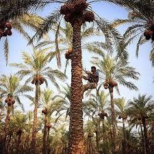 محصول آبادان به بار نشست