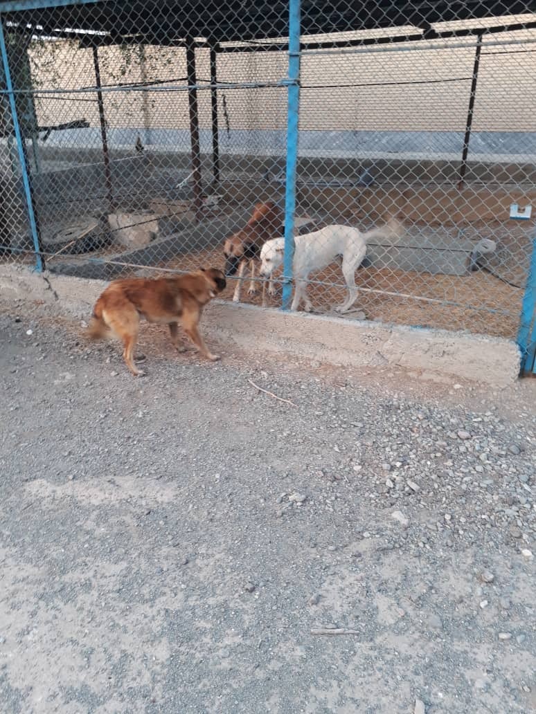 دستگیری شکارچیان متخلف درکهنوج