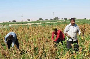 آغاز کشت کینوا؛ گیاه مقاوم به کم آبی