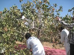 آغاز برداشت پسته از باغ های خوشاب