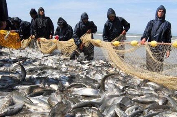پهن شدن تور صیادان غرب گیلان در پهنه دریای خزر پهن شدن تور صیادان غرب گیلان در پهنه دریای خزر