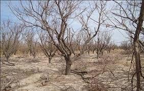 خشکسالی 80درصدباغات هفتمین استان خشک کشور