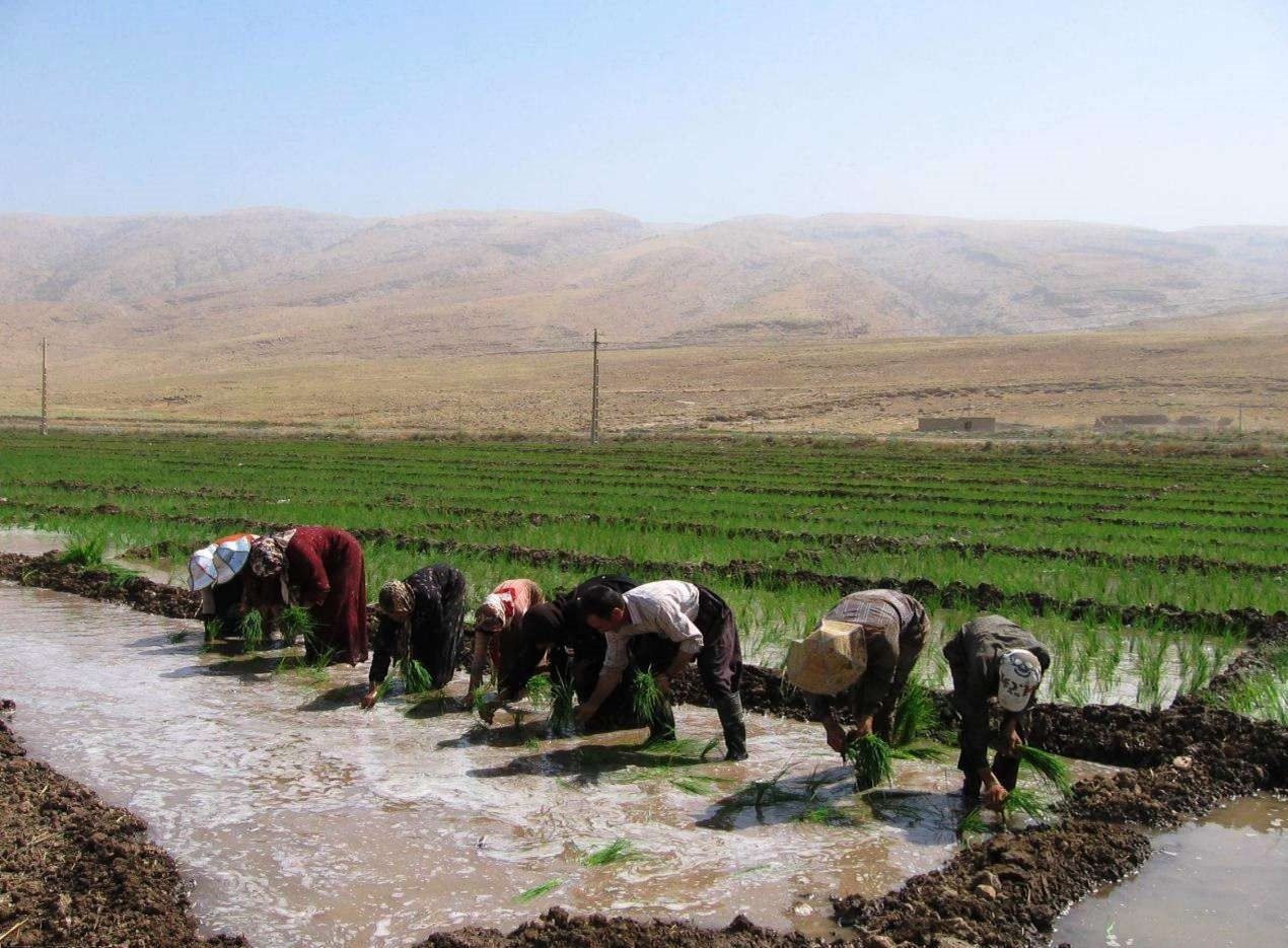 تب کم آبی یا تاب شالیزار...