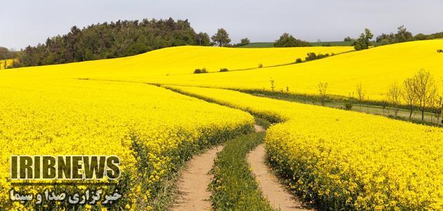 پرداخت صد در صدی پول کلزاکاران کردستانی
