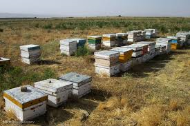 آمار گیری کلنی های زنبور عسل