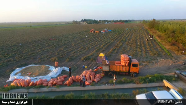 افزایش 40 درصدی کشت بادام زمینی در پارس آباد