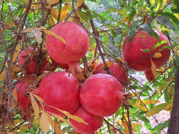 آغاز برداشت انار در گیلان