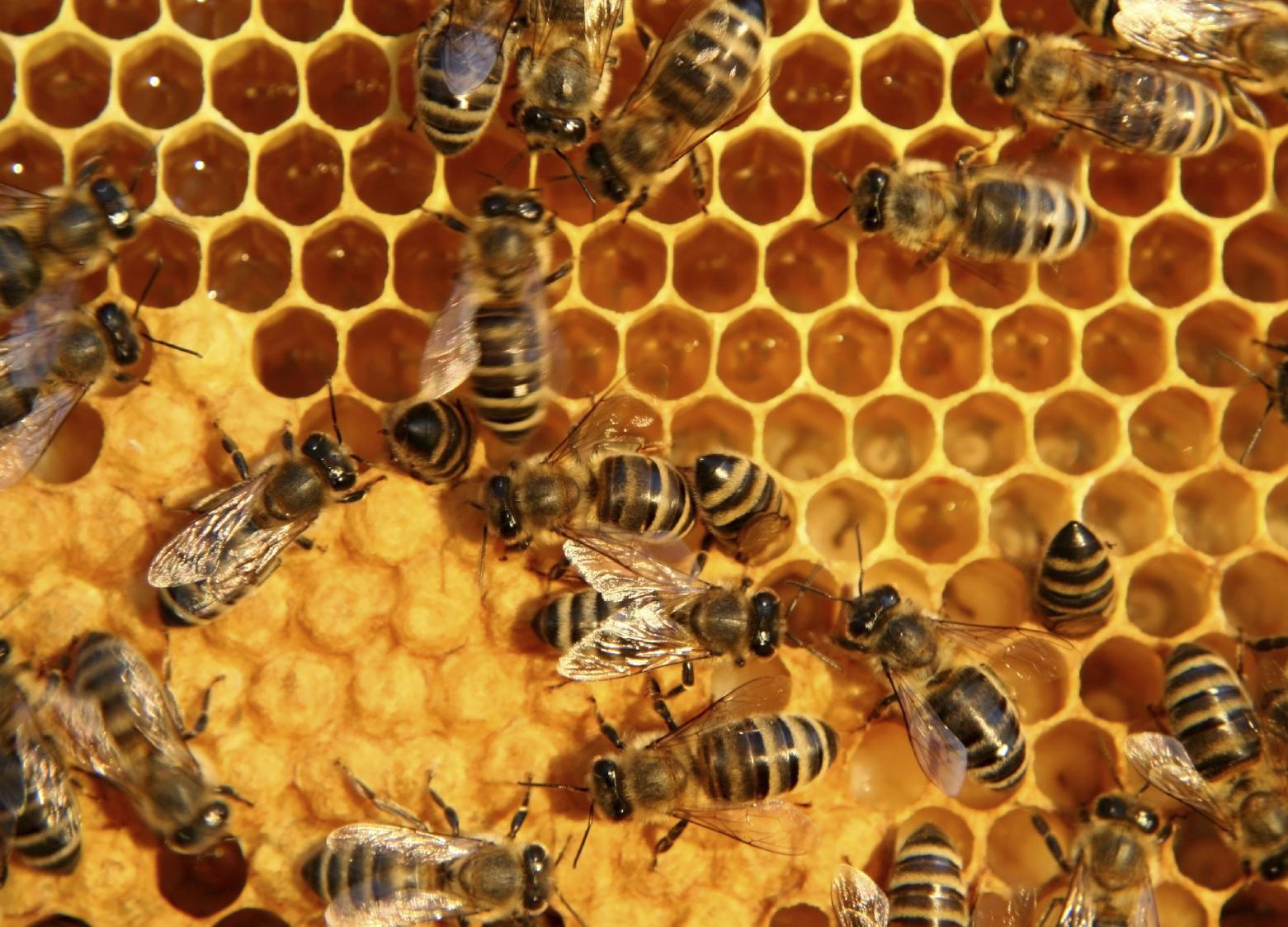 آغاز آمارگیری از کندو‌های زنبور عسل در آباده