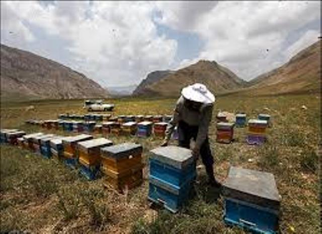 کوچ زمستانه زنبورداران به لامرد کوچ زمستانه زنبورداران به لامرد