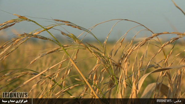 پارس آباد ، قطب تولید برنج باکیفیت در شمالغرب کشور