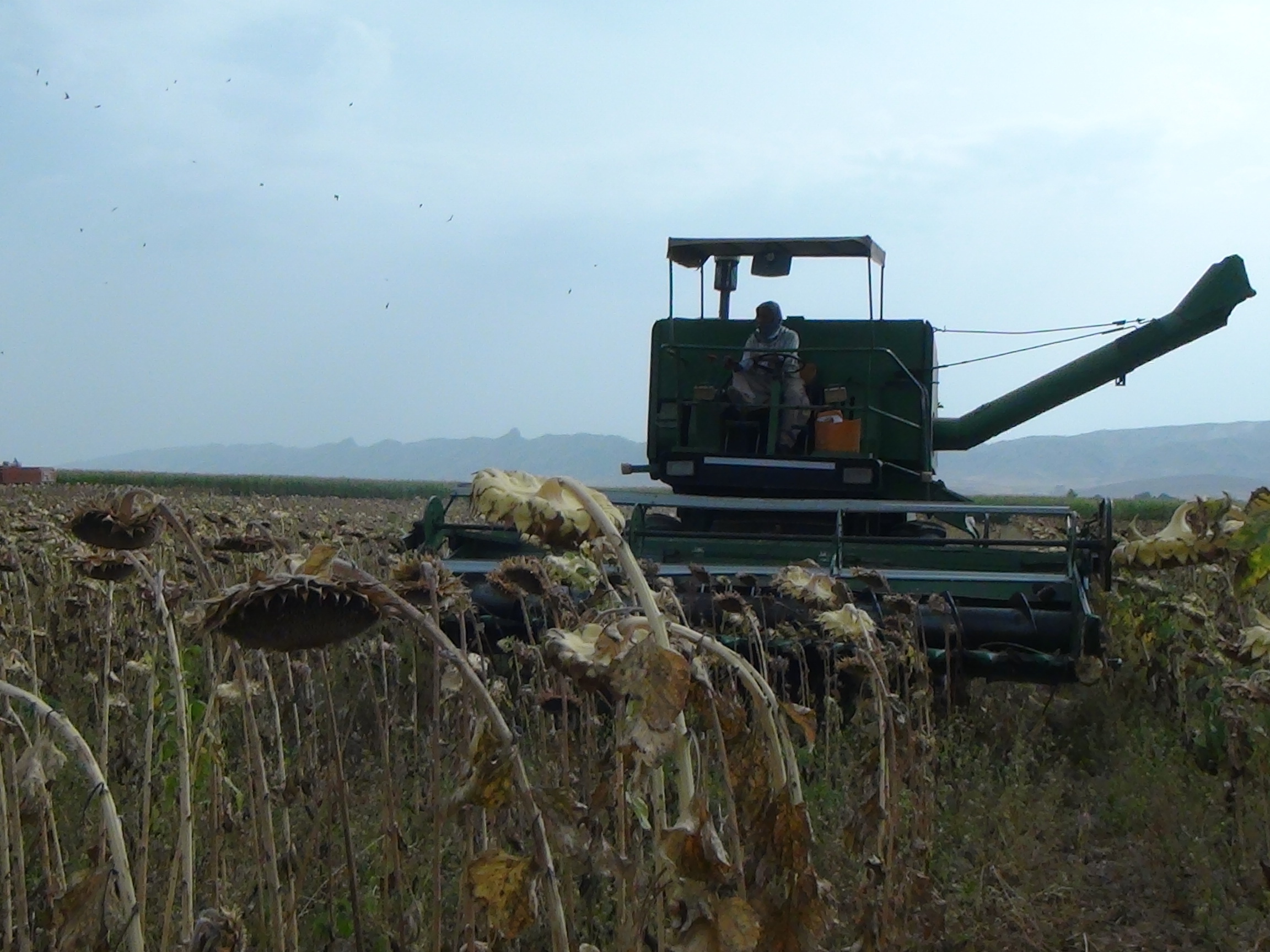 پیش بینی برداشت ۲۴۰ تن آفتابگردان پیش بینی برداشت ۲۴۰ تن آفتابگردان