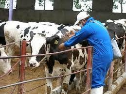 تامین واکسن برای دامهای استان مازندران