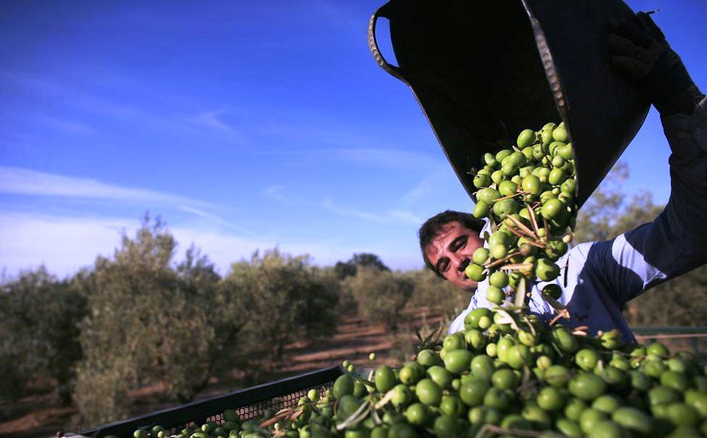 برداشت 80 تُن  زیتون از باغ‌های خراسان شمالی