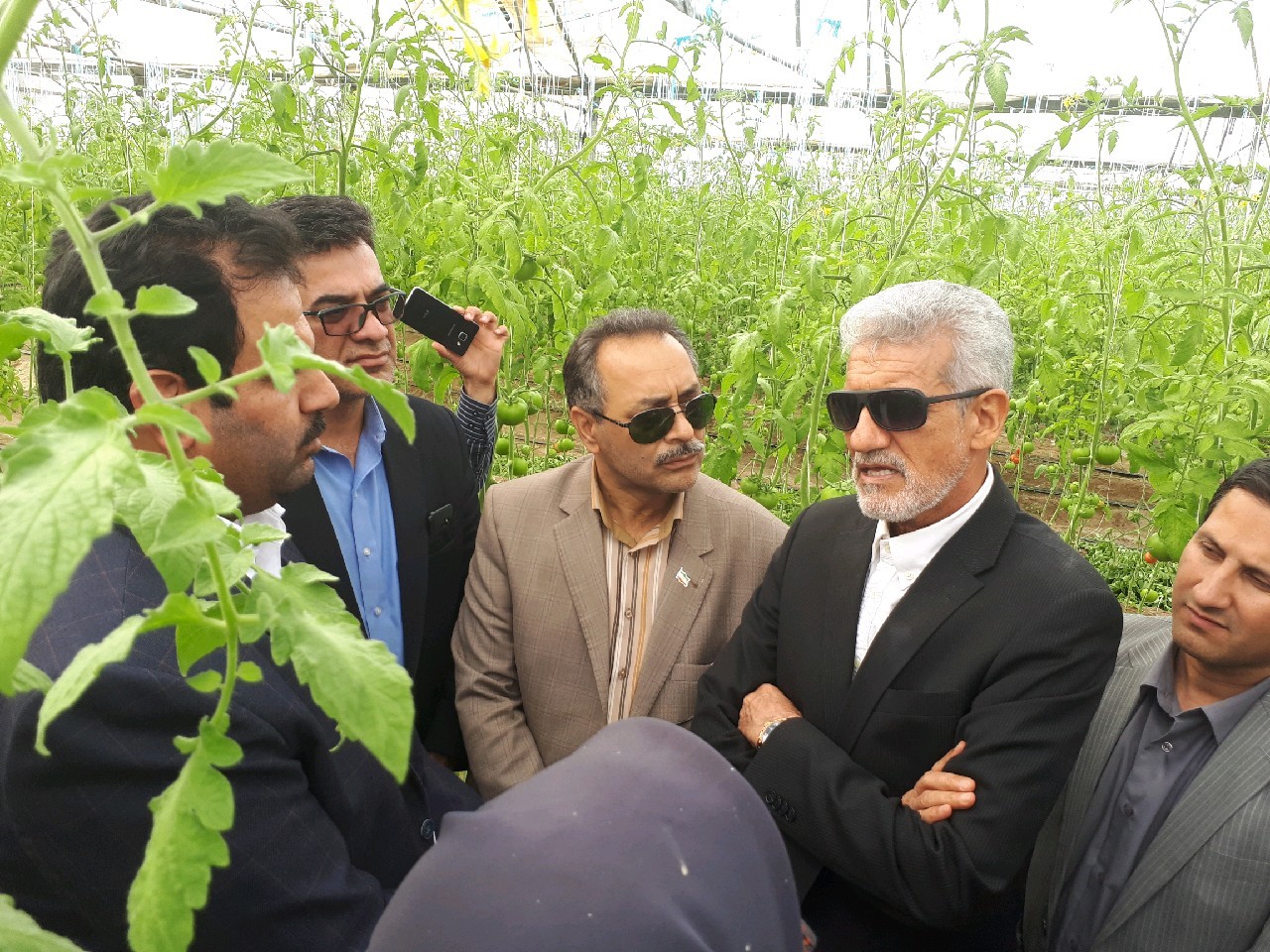 کشت خرمای پیارم در  ۳۵۰ هکتار نخلستان میرجاوه