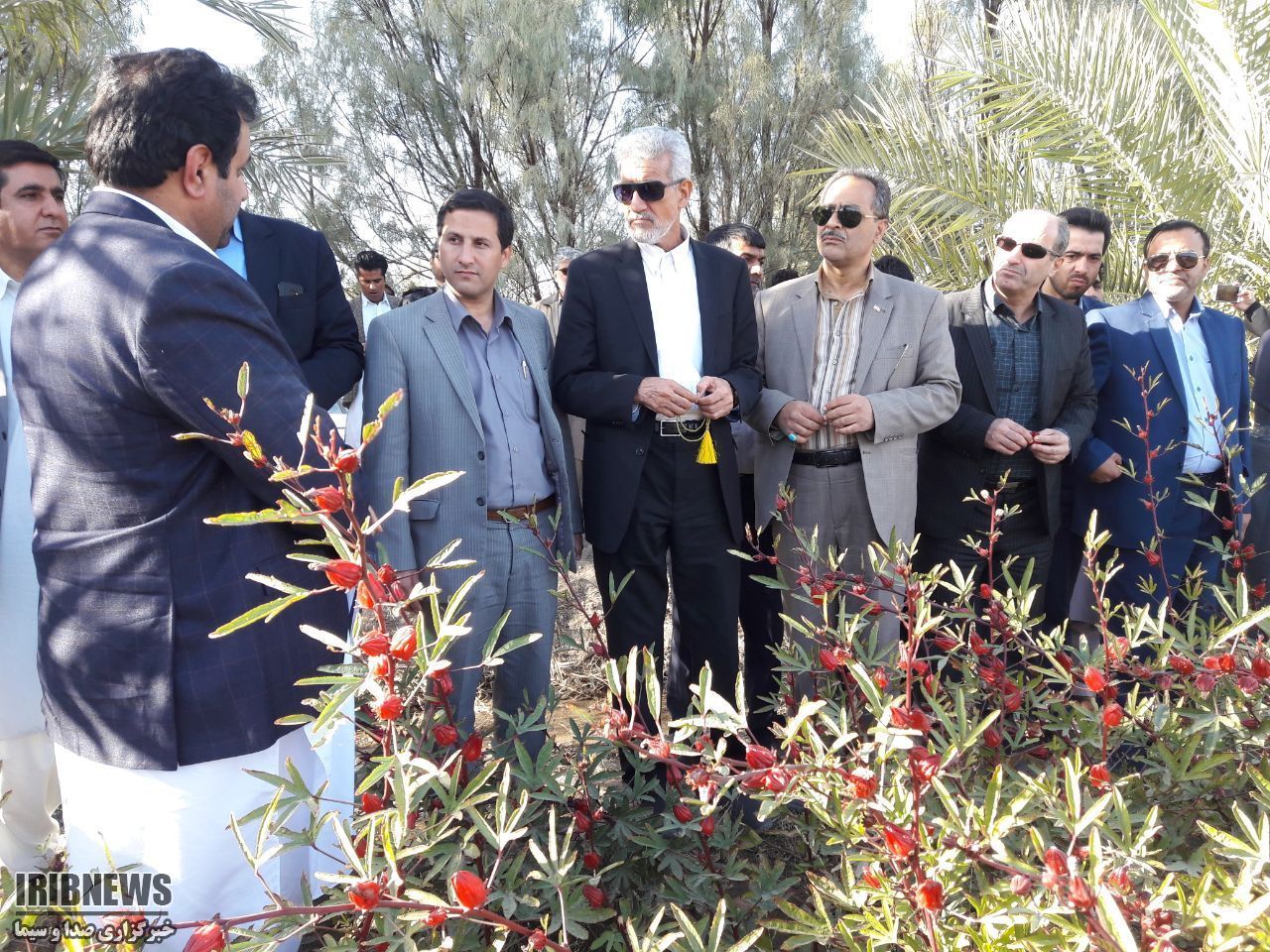 کشت خرمای پیارم در  ۳۵۰ هکتار نخلستان میرجاوه