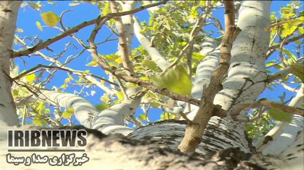 وزش بادشدید در زنجان وزش بادشدید در زنجان