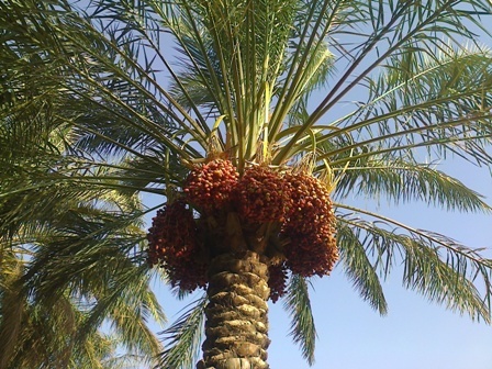 افزایش ۳۰ در صدی برداشت خرما از نخیلات استان افزایش ۳۰ در صدی برداشت خرما از نخیلات استان