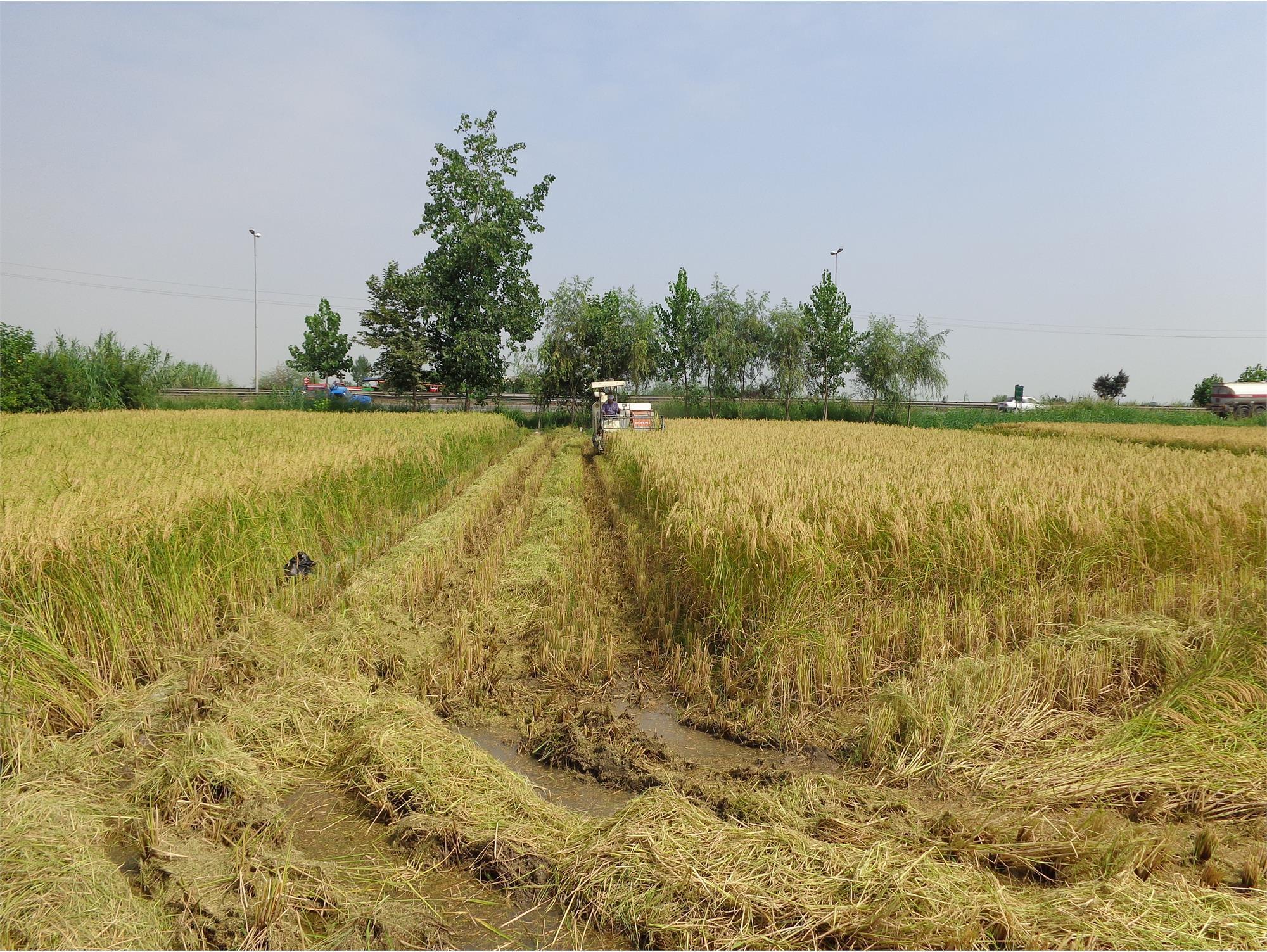 برداشت رتون و کشت دوباره برنج در بابل