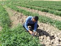 رهاسازی زنبور&zwnj;های براکون در مزارع مرودشت